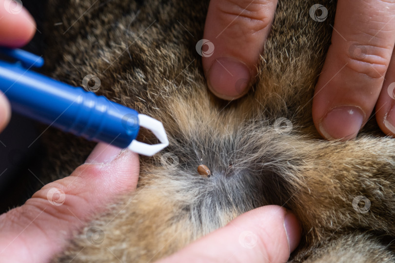 Скачать Щипцы для удаления клеща с кожи кошки крупным планом фотосток Ozero