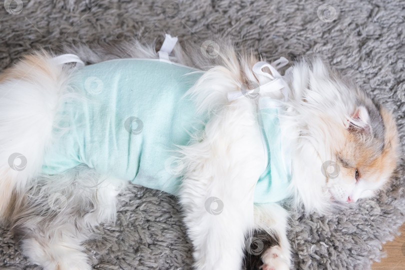 Скачать Белая кошка в повязке дома, приходит в себя после наркоза после операции по стерилизации, спит фотосток Ozero