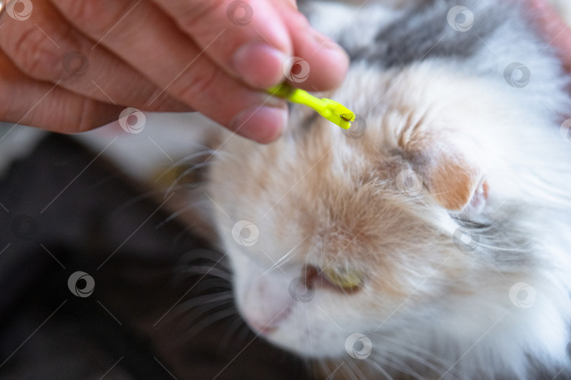 Скачать Извлеченный клещ на кошачьем инструменте для удаления клещей фотосток Ozero