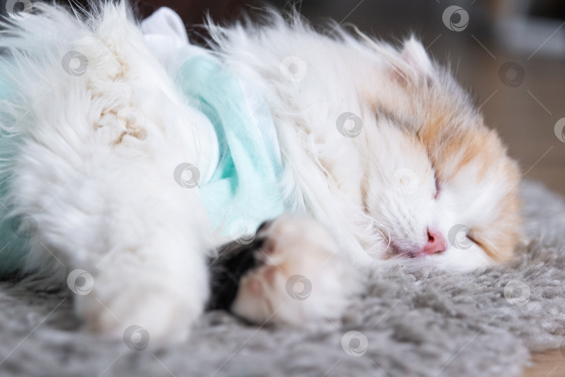 Скачать Белая кошка в повязке дома, приходит в себя после наркоза после операции по стерилизации, спит фотосток Ozero