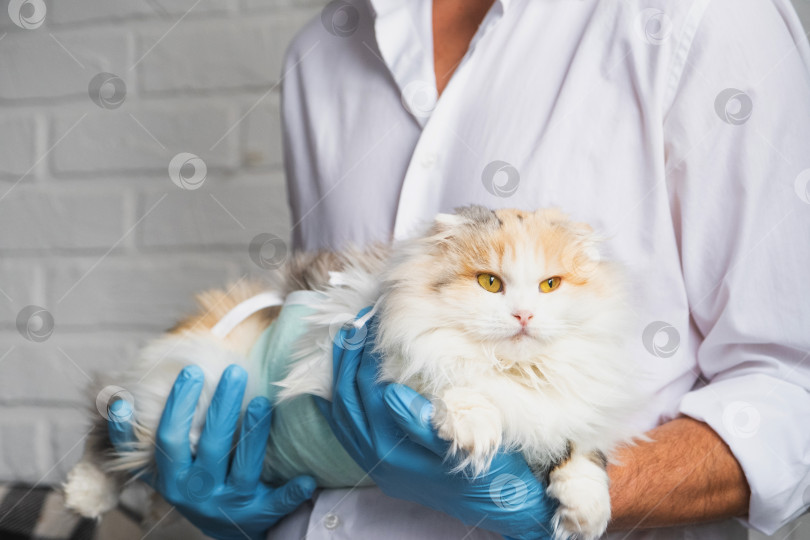 Скачать Кошка в повязке на руках у ветеринара в синих резиновых перчатках. Осмотр домашних животных после операции по стерилизации фотосток Ozero
