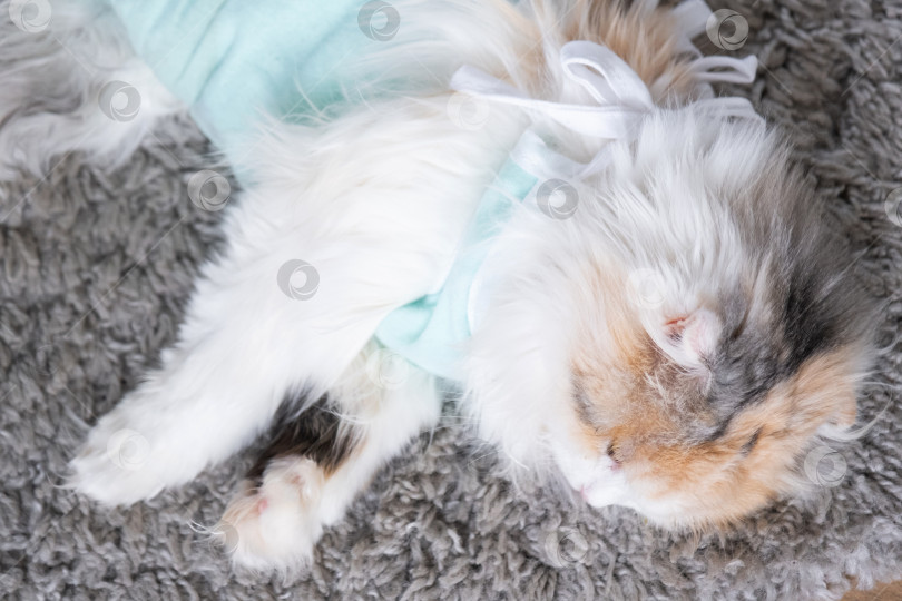 Скачать Белая кошка в повязке дома, приходит в себя после наркоза после операции по стерилизации, спит фотосток Ozero