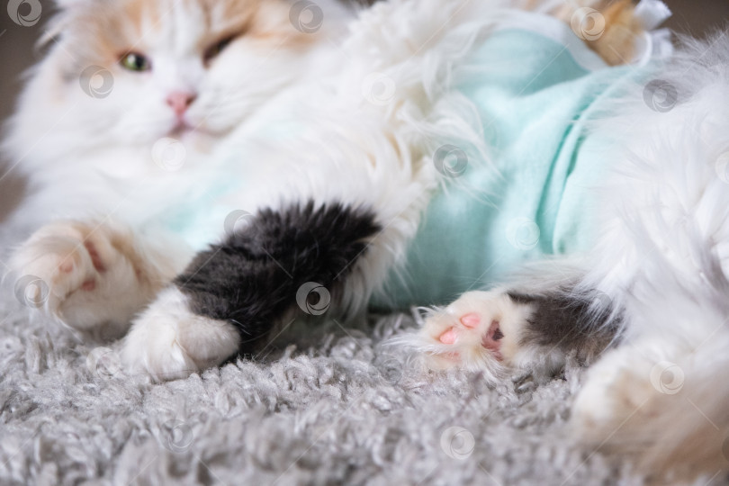 Скачать Трехцветная кошка в домашней повязке восстанавливается после операции по стерилизации фотосток Ozero