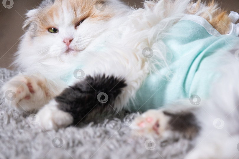 Скачать Трехцветная кошка в домашней повязке восстанавливается после операции по стерилизации фотосток Ozero