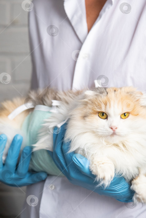 Скачать Кошка в повязке на руках у ветеринара в синих резиновых перчатках. Осмотр домашних животных после операции по стерилизации фотосток Ozero