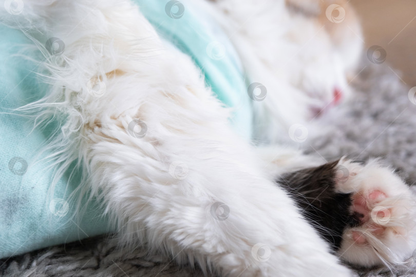 Скачать Белая кошка в повязке дома, приходит в себя после наркоза после операции по стерилизации, спит фотосток Ozero