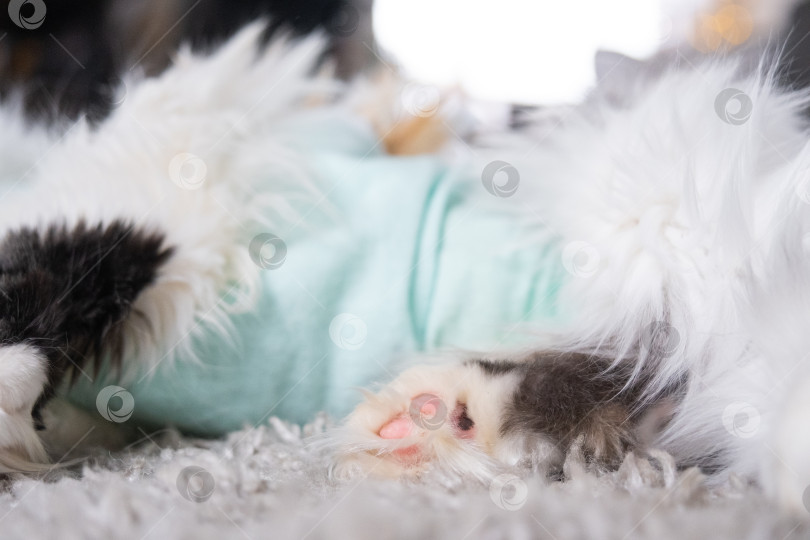 Скачать Белая кошка в повязке дома, приходит в себя после наркоза после операции по стерилизации, спит фотосток Ozero