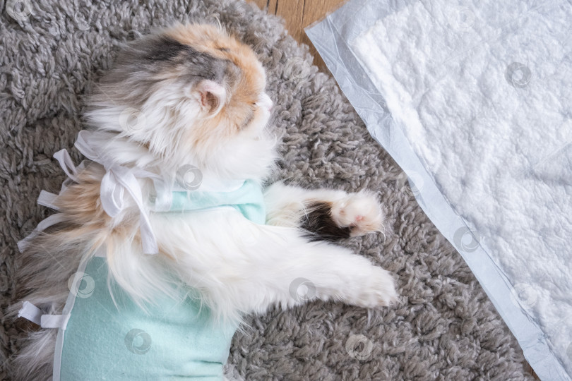 Скачать Белая кошка в бинтах дома, оправляется от наркоза после операции по стерилизации, спит на непромокаемом подгузнике. фотосток Ozero