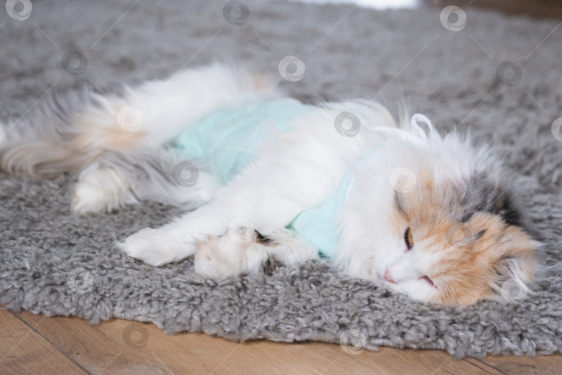 Скачать Белая кошка в повязке дома, приходит в себя после наркоза после операции по стерилизации, спит фотосток Ozero