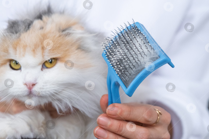 Скачать Расчесанная белая кошачья шерсть на животном гребне крупным планом фотосток Ozero