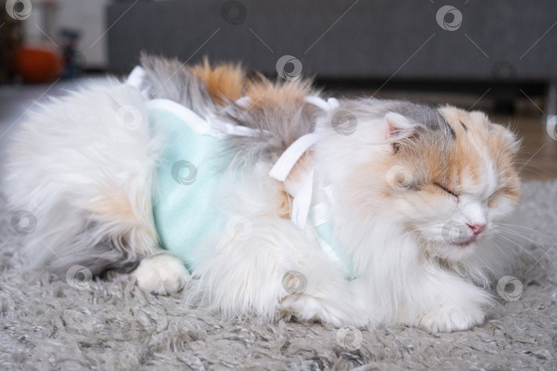 Скачать Белая кошка в повязке дома, приходит в себя после наркоза после операции по стерилизации, спит фотосток Ozero