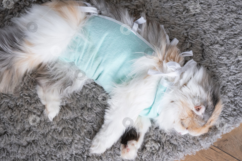 Скачать Белая кошка в повязке дома, приходит в себя после наркоза после операции по стерилизации, спит фотосток Ozero