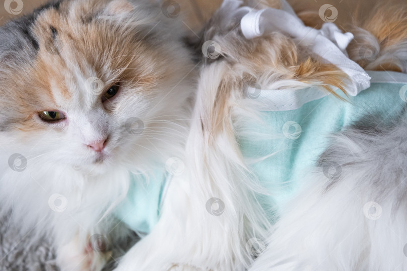 Скачать Трехцветная кошка в домашней повязке восстанавливается после операции по стерилизации фотосток Ozero