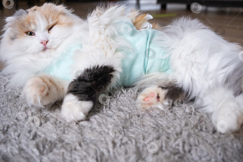 Скачать Трехцветная кошка в домашней повязке восстанавливается после операции по стерилизации фотосток Ozero