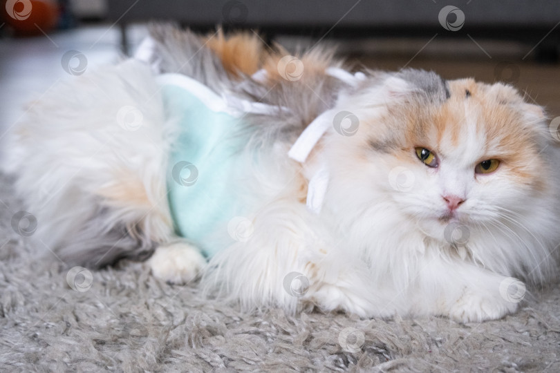 Скачать Трехцветная кошка в домашней повязке восстанавливается после операции по стерилизации фотосток Ozero