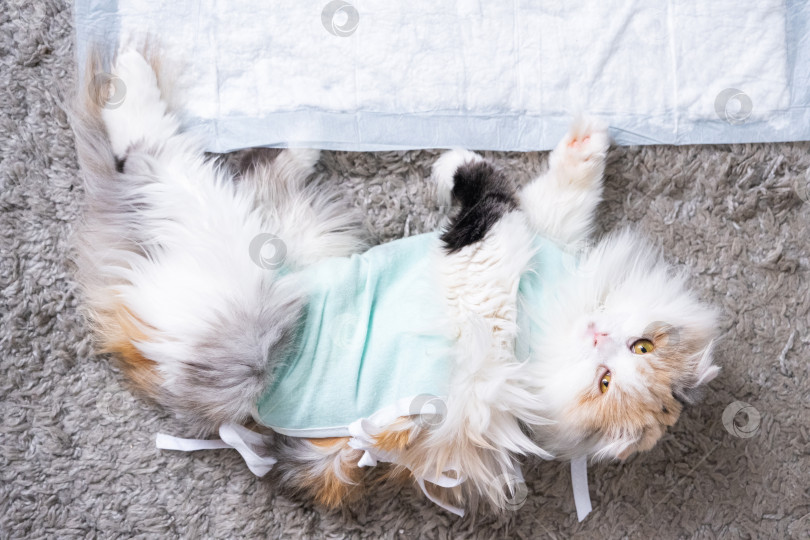 Скачать Белая кошка в бинтах дома, оправляется от наркоза после операции по стерилизации, спит на непромокаемом подгузнике. фотосток Ozero