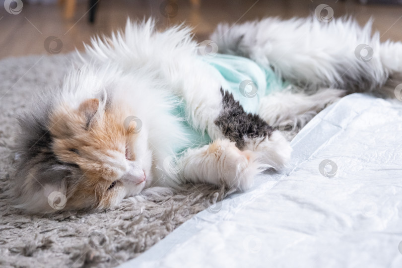 Скачать Белая кошка в бинтах дома, оправляется от наркоза после операции по стерилизации, спит на непромокаемом подгузнике. фотосток Ozero