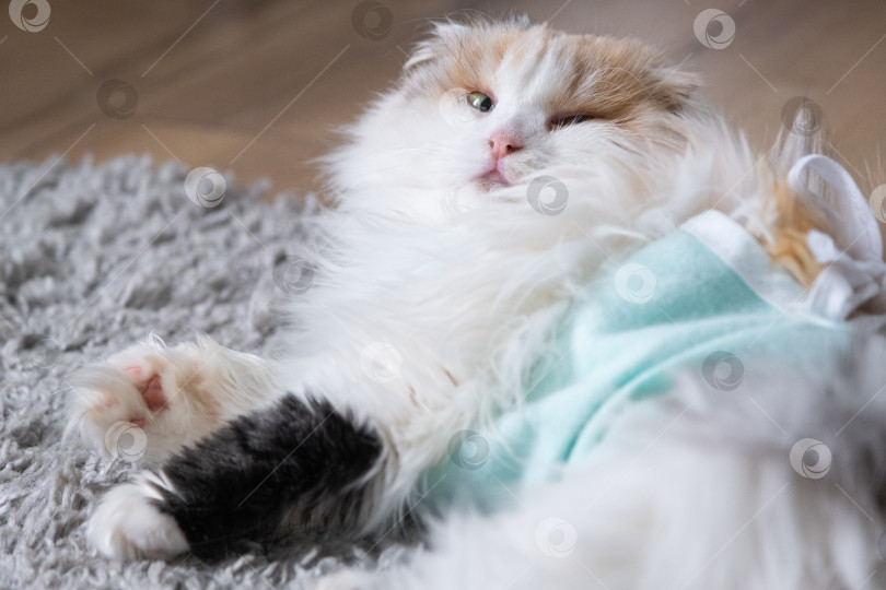 Скачать Трехцветная кошка в домашней повязке восстанавливается после операции по стерилизации фотосток Ozero