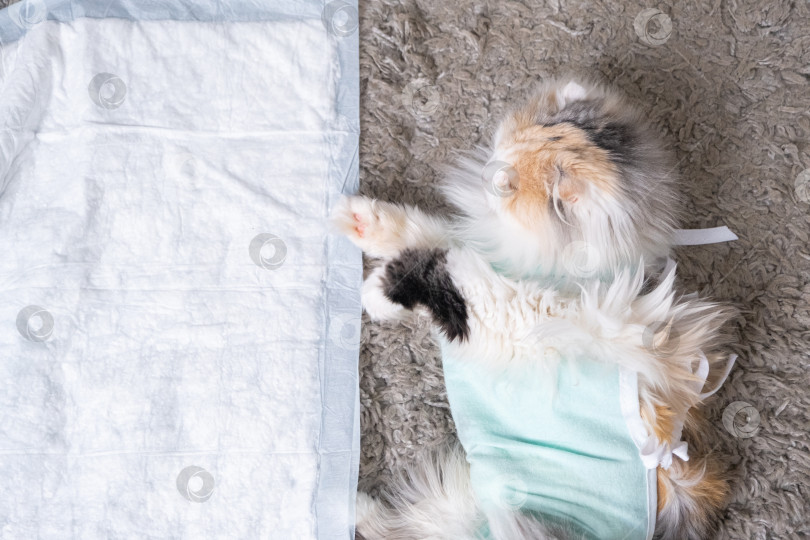 Скачать Белая кошка в бинтах дома, оправляется от наркоза после операции по стерилизации, спит на непромокаемом подгузнике. фотосток Ozero