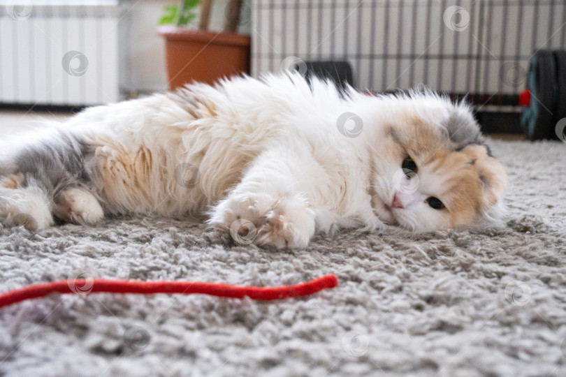 Скачать Домашняя кошка породы Хайленд-фолд играет на коврике с подвижным мячиком и веревочкой. Развлечения и игрушки для домашних животных фотосток Ozero