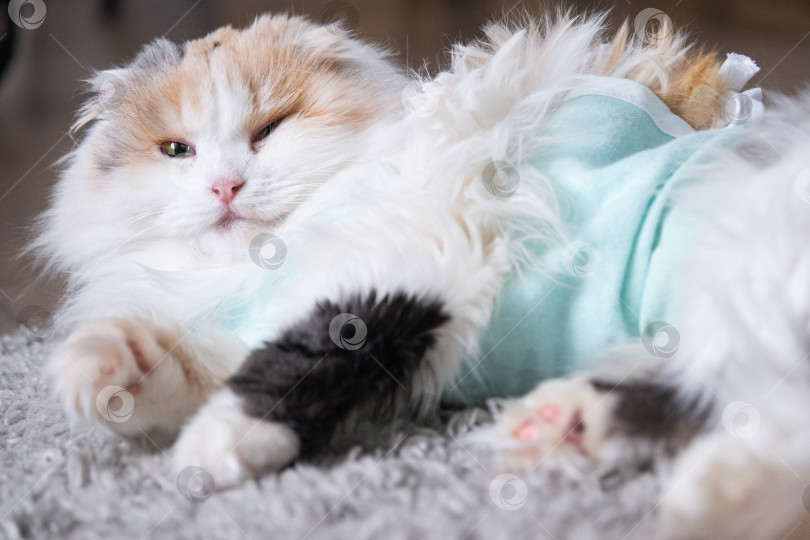 Скачать Трехцветная кошка в домашней повязке восстанавливается после операции по стерилизации фотосток Ozero