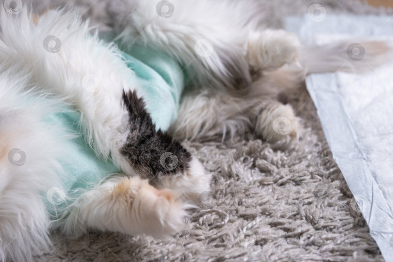 Скачать Белая кошка в бинтах дома, оправляется от наркоза после операции по стерилизации, спит на непромокаемом подгузнике. фотосток Ozero