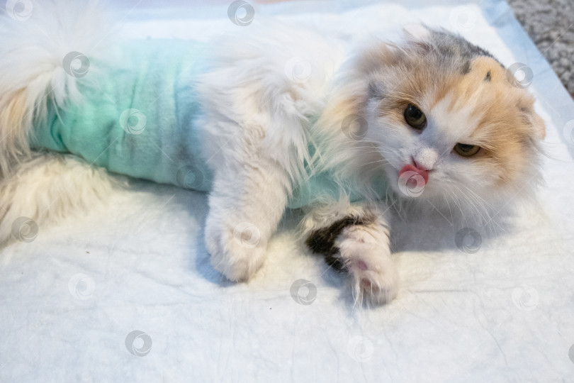 Скачать Белая кошка в бинтах дома, оправляется от наркоза после операции по стерилизации, спит на непромокаемом подгузнике. фотосток Ozero