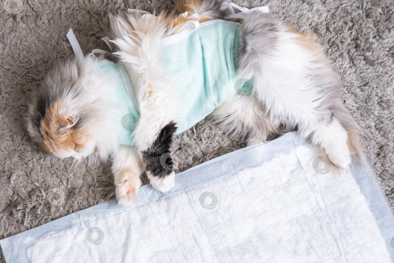 Скачать Белая кошка в бинтах дома, оправляется от наркоза после операции по стерилизации, спит на непромокаемом подгузнике. фотосток Ozero