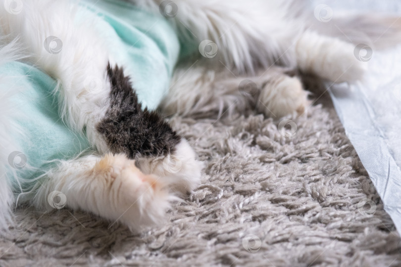 Скачать Белая кошка в бинтах дома, оправляется от наркоза после операции по стерилизации, спит на непромокаемом подгузнике. фотосток Ozero