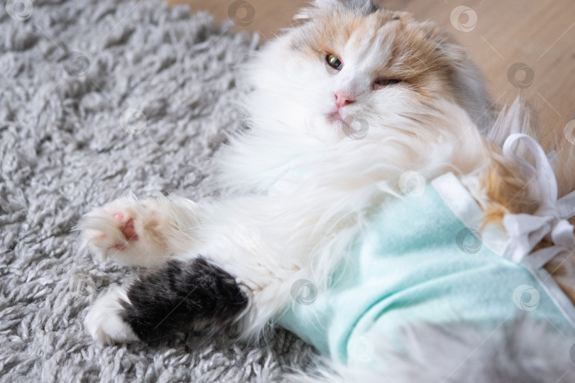 Скачать Трехцветная кошка в домашней повязке восстанавливается после операции по стерилизации фотосток Ozero
