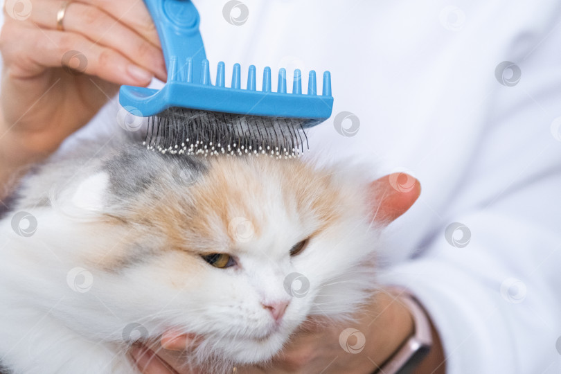Скачать Крупный план: белая домашняя кошка расчесывает шерсть расческой. Кошке нравится расчесываться фотосток Ozero