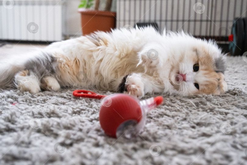 Скачать Домашняя кошка породы Хайленд-фолд играет на коврике с подвижным мячиком и веревочкой. Развлечения и игрушки для домашних животных фотосток Ozero