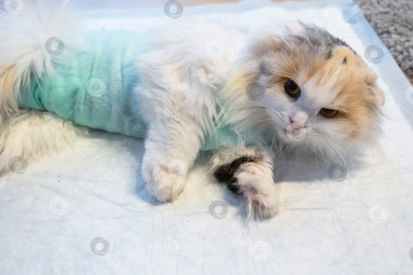 Скачать Белая кошка в бинтах дома, оправляется от наркоза после операции по стерилизации, спит на непромокаемом подгузнике. фотосток Ozero