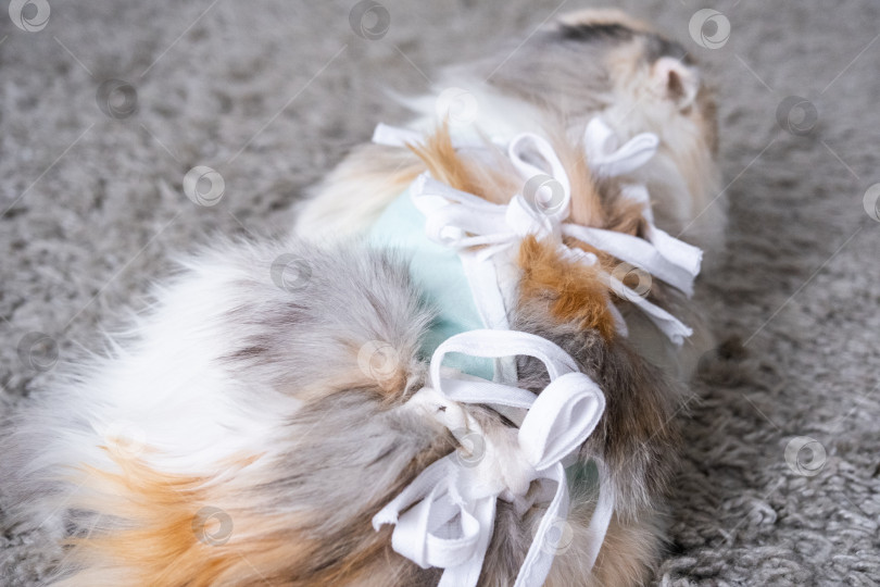 Скачать Трехцветная кошка в домашней повязке восстанавливается после операции по стерилизации фотосток Ozero