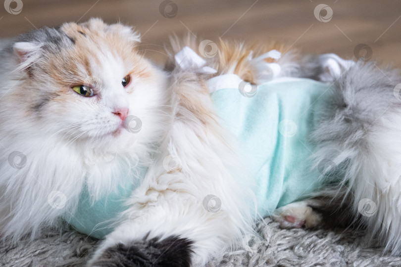 Скачать Трехцветная кошка в домашней повязке восстанавливается после операции по стерилизации фотосток Ozero