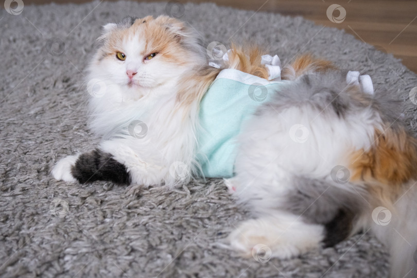 Скачать Трехцветная кошка в домашней повязке восстанавливается после операции по стерилизации фотосток Ozero