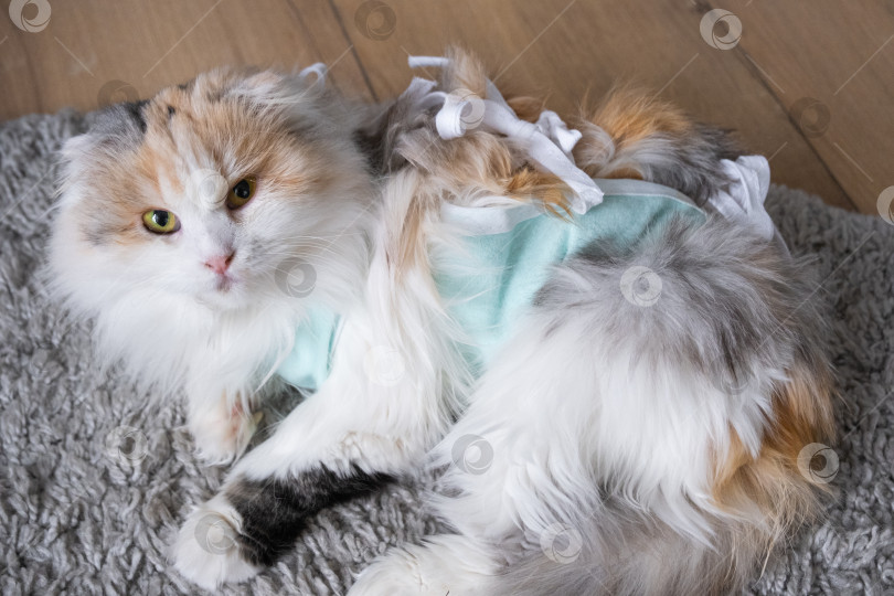 Скачать Трехцветная кошка в домашней повязке восстанавливается после операции по стерилизации фотосток Ozero