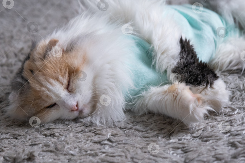 Скачать Белая кошка в повязке дома, приходит в себя после наркоза после операции по стерилизации, спит фотосток Ozero