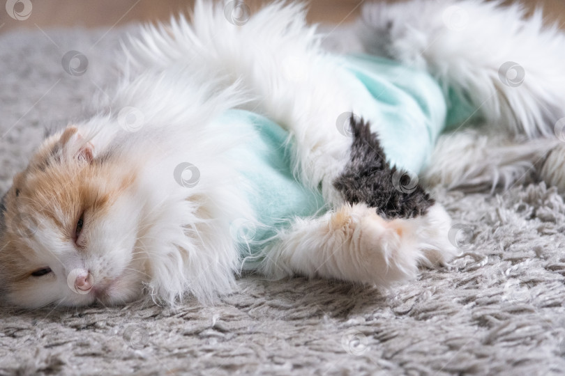 Скачать Белая кошка в повязке дома, приходит в себя после наркоза после операции по стерилизации, спит фотосток Ozero