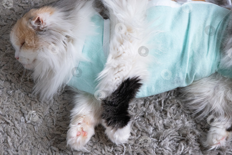 Скачать Белая кошка в повязке дома, приходит в себя после наркоза после операции по стерилизации, спит фотосток Ozero