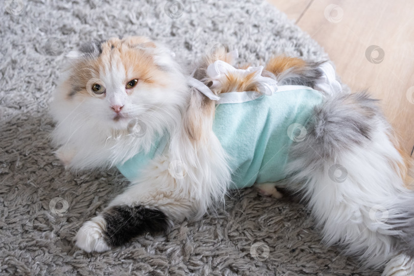 Скачать Трехцветная кошка в домашней повязке восстанавливается после операции по стерилизации фотосток Ozero