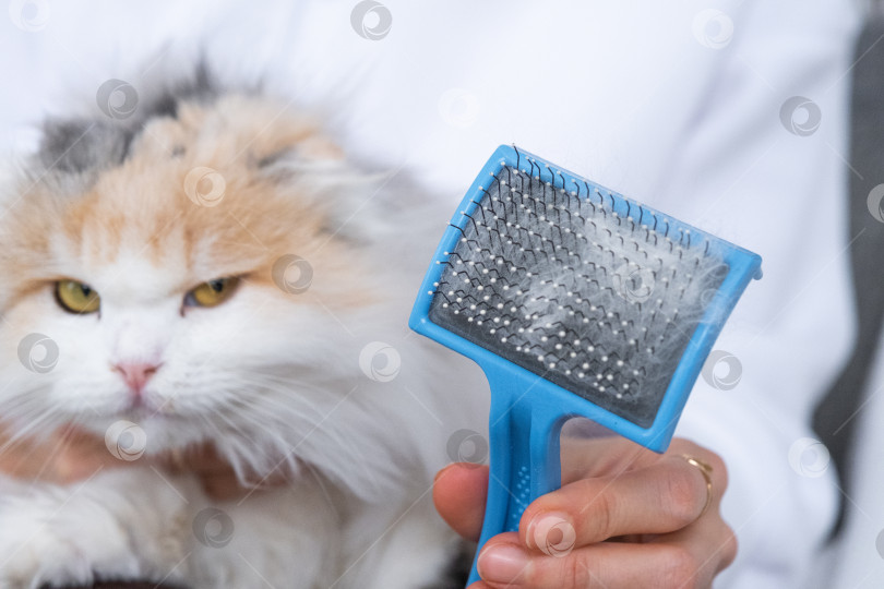 Скачать Расчесанная белая кошачья шерсть на животном гребне крупным планом фотосток Ozero