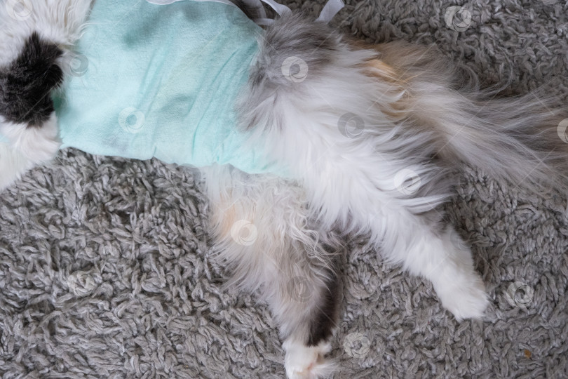 Скачать Белая кошка в повязке дома, приходит в себя после наркоза после операции по стерилизации, спит фотосток Ozero