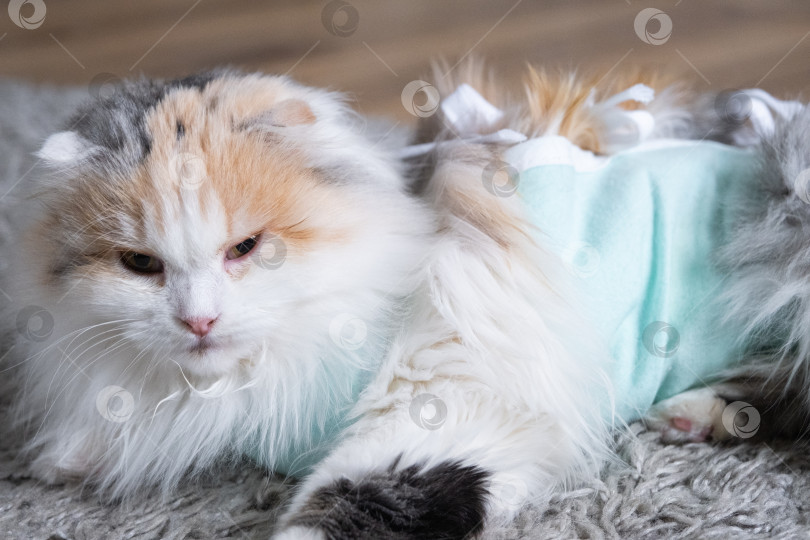 Скачать Трехцветная кошка в домашней повязке восстанавливается после операции по стерилизации фотосток Ozero