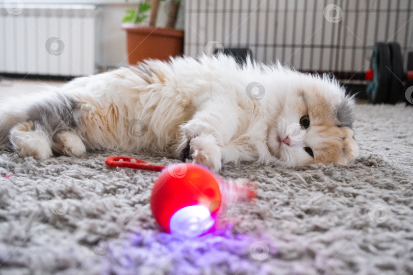 Скачать Домашняя кошка породы Хайленд-фолд играет на коврике с подвижным мячиком и веревочкой. Развлечения и игрушки для домашних животных фотосток Ozero