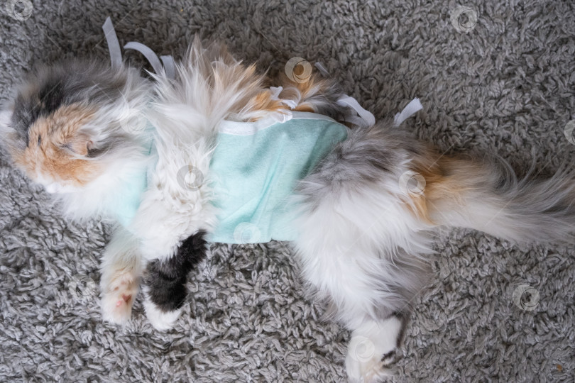 Скачать Белая кошка в повязке дома, приходит в себя после наркоза после операции по стерилизации, спит фотосток Ozero