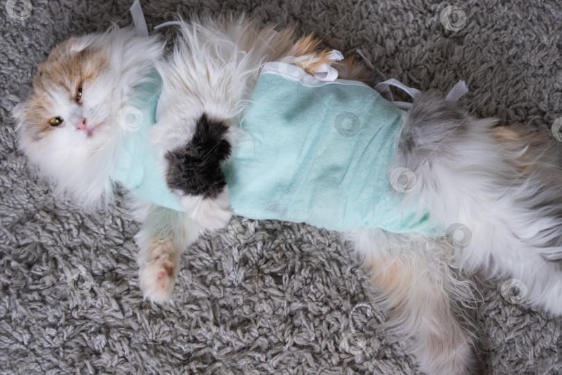 Скачать Трехцветная кошка в домашней повязке восстанавливается после операции по стерилизации фотосток Ozero