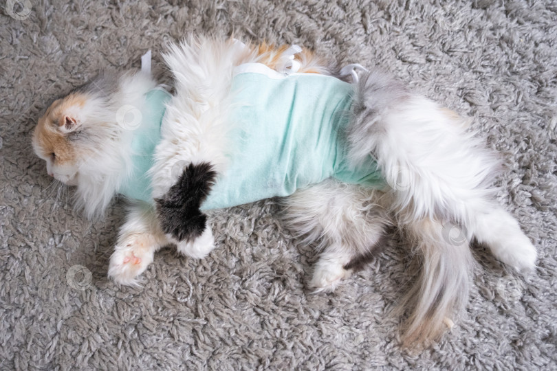 Скачать Белая кошка в повязке дома, приходит в себя после наркоза после операции по стерилизации, спит фотосток Ozero