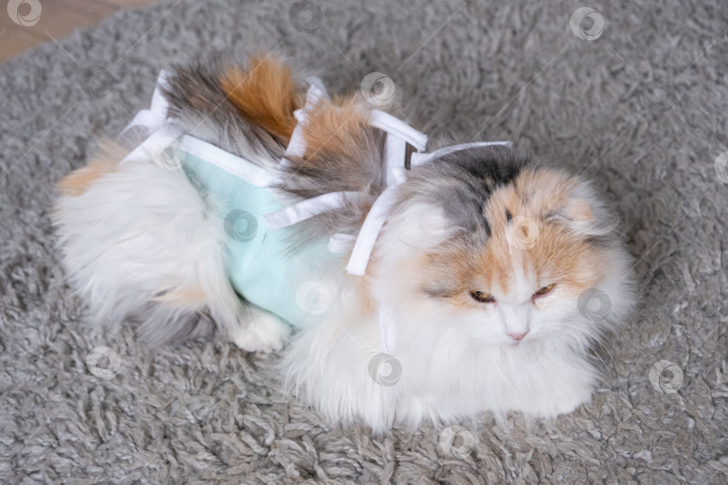 Скачать Трехцветная кошка в домашней повязке восстанавливается после операции по стерилизации фотосток Ozero