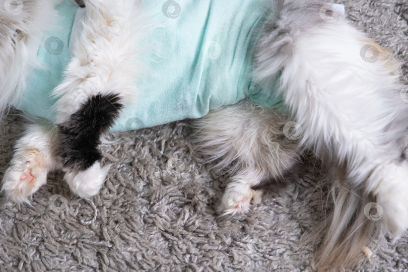 Скачать Белая кошка в повязке дома, приходит в себя после наркоза после операции по стерилизации, спит фотосток Ozero